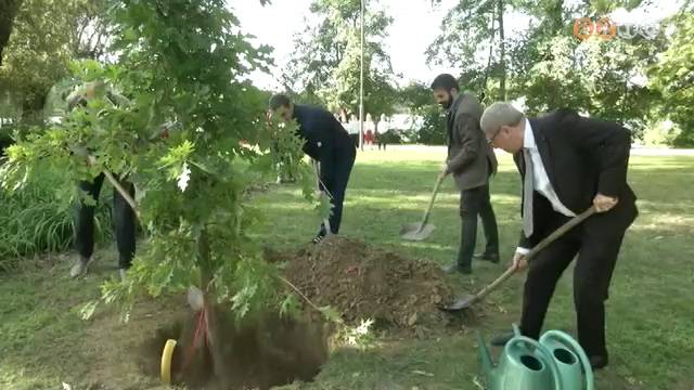 Születések fája Születések fája