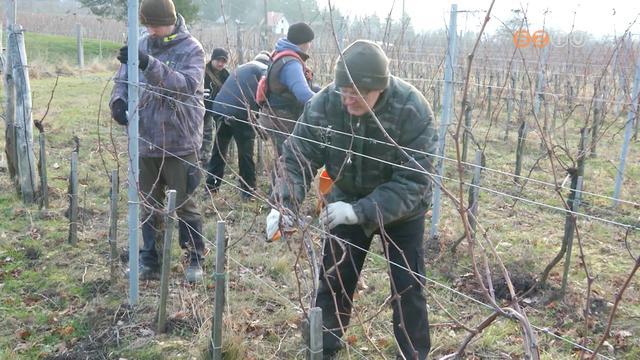 Csattognak a metszőollók - Elkezdték a gazdák a metszést a szőlőkben