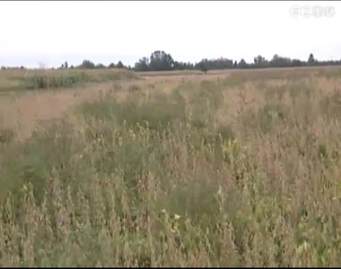 Tovább támad a parlagfű Tovább támad a parlagfű