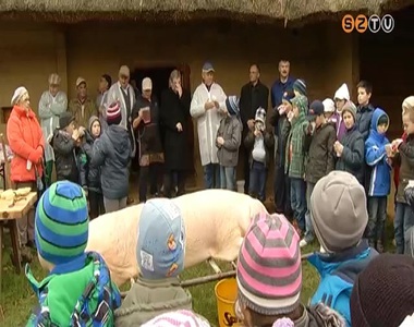 Disznót vágtak a Múzeumfaluban Disznót vágtak a Múzeumfaluban
