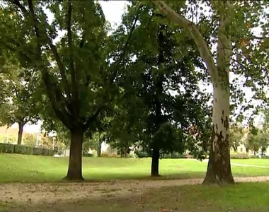 Vasi esélyesek az Év Fája versenyen Vasi esélyesek az Év Fája versenyen