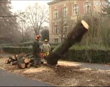 Közel 140 fát vágnak ki a parkfenntartó munkatársai a napokban Szombathelyen Közel 140 fát vágnak ki a parkfenntartó munkatársai a napokban Szombathelyen