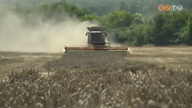 Aratják a búzát Aratják a búzát