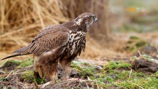 A kerecsensólymot választotta a Magyar Madártani és Természetvédelmi Egyesület idén az év madarának A kerecsensólymot választotta a Magyar Madártani és Természetvédelmi Egyesület idén az év madarának