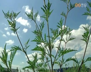 N�v�sben a parlagf�