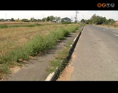 Elérte csúcsidőszakát a parlagfű virágzása Elérte csúcsidőszakát a parlagfű virágzása