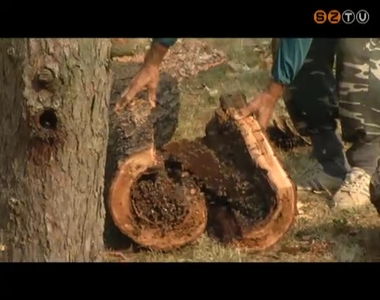 Vadméhek fészkelték be magukat az egyik park fáiba – egy embert meg is csíptek Vadméhek fészkelték be magukat az egyik park fáiba – egy embert meg is csíptek