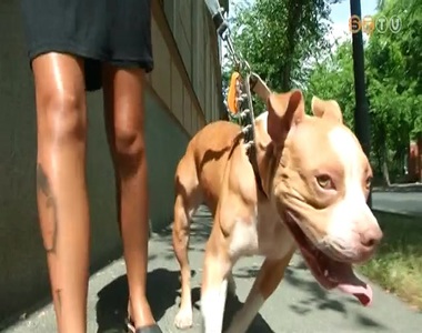 Nehezen viselik a h�s�get az �llatok is