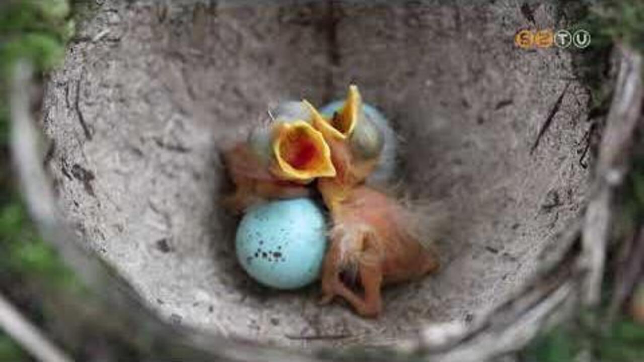 Az egyik legszebb hang� madarunk, az �nekes rig� lett az �v madara 2026-ban