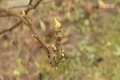 Az enyhe t�lben r�gyeznek a f�k, ny�lnak a vir�gok