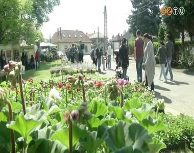 15. alkalommal szervezt�k meg a Her�nyi Vir�gutat