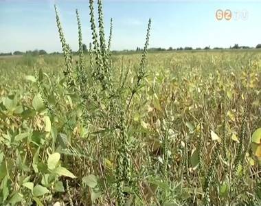 Er�sen allergiz�l a parlagf�