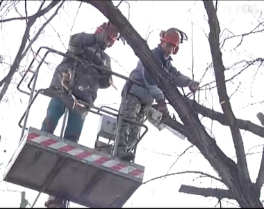Gallyakat, száraz ágakat vágtak le a fákról városszerte Gallyakat, száraz ágakat vágtak le a fákról városszerte