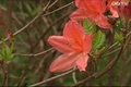 Az első rhododendron virágok
