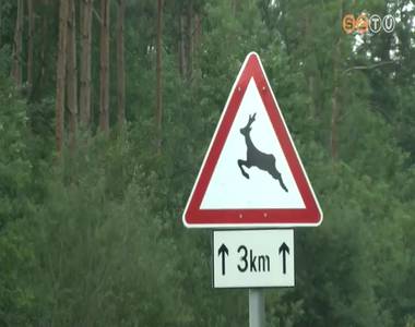 Növekvő vadveszély az utakon Növekvő vadveszély az utakon