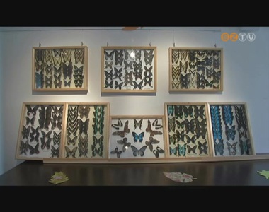 K�l�nleges lepk�k, rovarok csod�lhat�k meg a K�moni Arbor�tum leg�jabb ki�ll�t�s�n