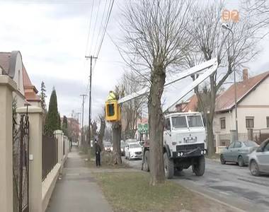 Metszik a k�zter�leti f�kat a v�rosban