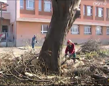 Elkorhadt fák Elkorhadt fák