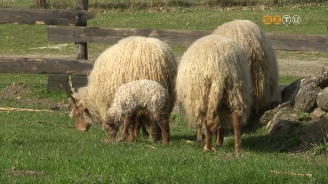 Kisbrny szletett a Vasi Skanzenben