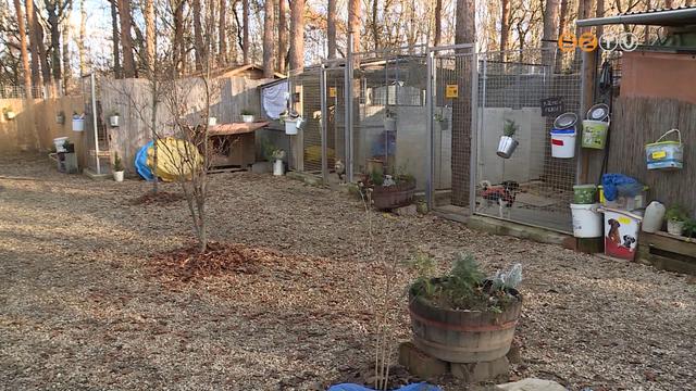 V�ltozik a t�rv�ny - Szigor�bban b�ntetik a visszaes� �llatk�nz�kat �s az illeg�lis szapor�t�kat