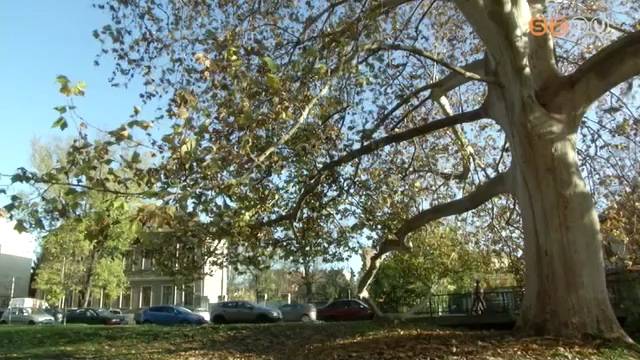 Vas megyében is megjelent a tölgyet károsító rovar, a csipkéspoloska Vas megyében is megjelent a tölgyet károsító rovar, a csipkéspoloska