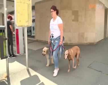 T�bbsz�r�s�re emelkedett a kutyaszitter szolg�ltat�st keres�k sz�ma