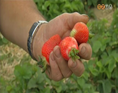 Nem ért aranyat a májusi eső az eper korai fajtáinak Nem ért aranyat a májusi eső az eper korai fajtáinak
