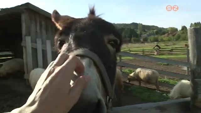 Állatok Világnapja a Skanzenben Állatok Világnapja a Skanzenben