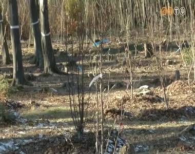 Fejlesztik a jeli arbor�tumot