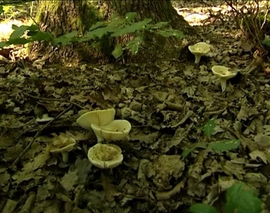 Gombadömping Gombadömping