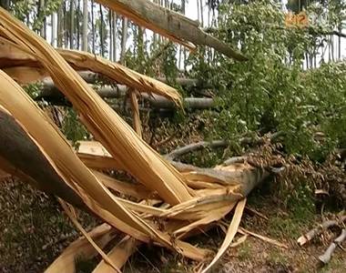 F�lmilli�rdos vihark�r az erd�kben