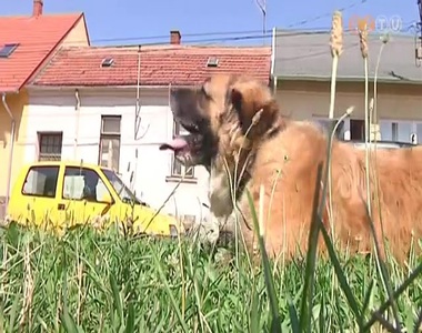 A chip mellett a regisztráció is fontos A chip mellett a regisztráció is fontos