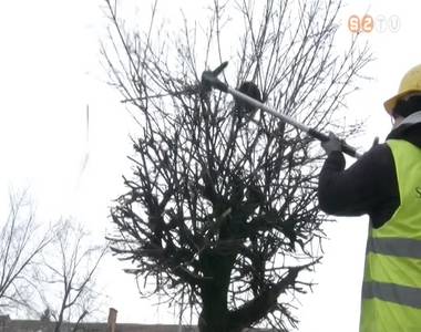 Metszik a f�kat a parkfenntart� munkat�rsai