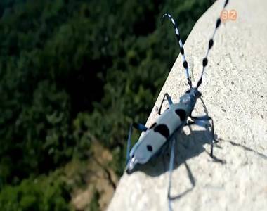 Az �v rovara �s k�t�lt�je