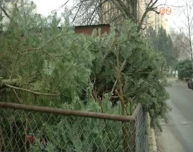 A h�nap v�g�ig sz�ll�tj�k el a kont�nerekb�l a kidobott kar�csonyf�kat