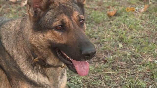 Dorisz, az új rendőrkutya Dorisz, az új rendőrkutya