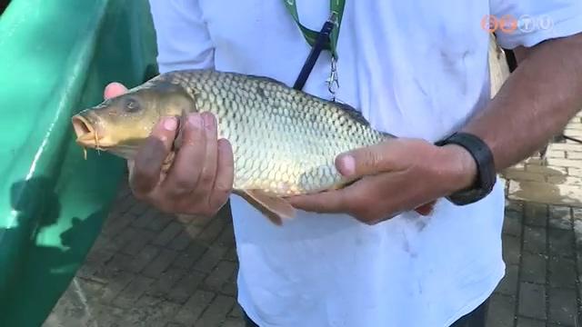 Ny�ri pontytelep�t�s