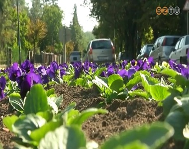 A telet jobban bíró virágokat ültet ki a városban a Szompark A telet jobban bíró virágokat ültet ki a városban a Szompark