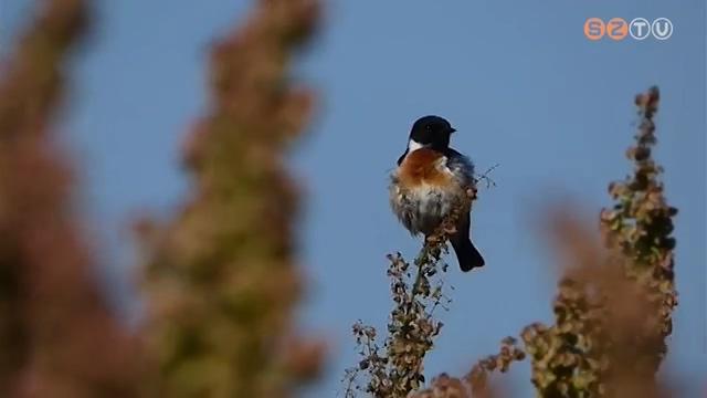 A cigánycsuk lesz az év madara 2021-ben A cigánycsuk lesz az év madara 2021-ben