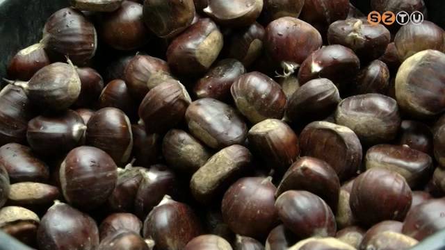 Kevés termett idén, ezért drága gesztenye Kevés termett idén, ezért drága gesztenye