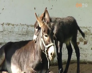 Szamárcsikó született a Vasi Skanzenben Szamárcsikó született a Vasi Skanzenben