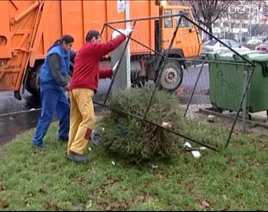 Megkezdődött a kidobott karácsonyfák összegyűjtése Megkezdődött a kidobott karácsonyfák összegyűjtése