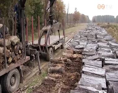 Megn�tt a t�zifakereslet az �llami erd�szetekn�l