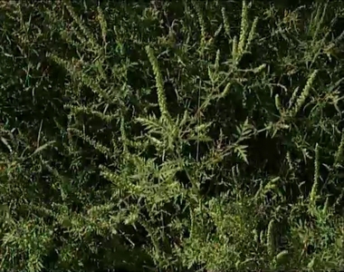 Megkezdődött a parlagfűszezon Megkezdődött a parlagfűszezon