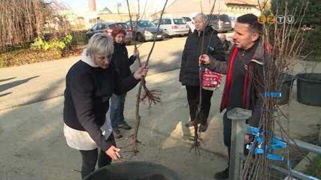 A napokban vehettk t a szombathelyiek az 1000fa plusz programban ignyelt facsemetket