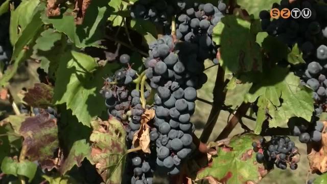 Jégkár a szőlőben Jégkár a szőlőben