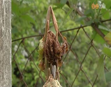 Az �prilis v�gi fagy Vas megy�ben is komoly k�rokat okozott