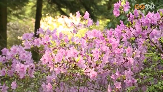 Hivatalosan is megnyitották a Jeli Varázskert idei szezonját Hivatalosan is megnyitották a Jeli Varázskert idei szezonját