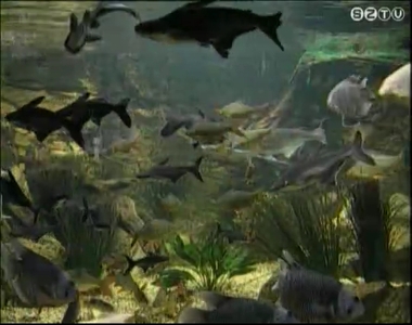 Elektromos állatok Elektromos állatok