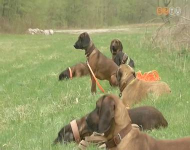 Vad�szkuty�k k�pz�se